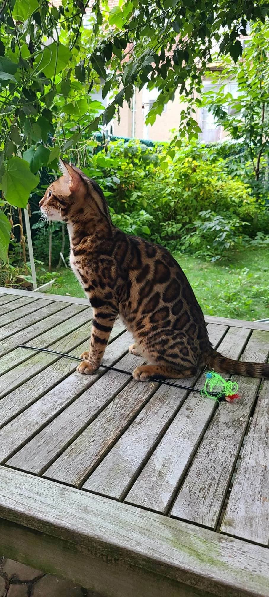 Leva — Onyx's father, a brown Bengal cat and carrier of the snow gene