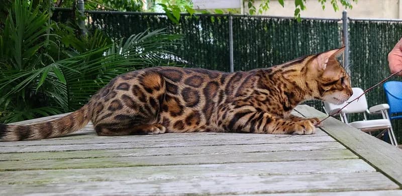 Leva showing his strong build