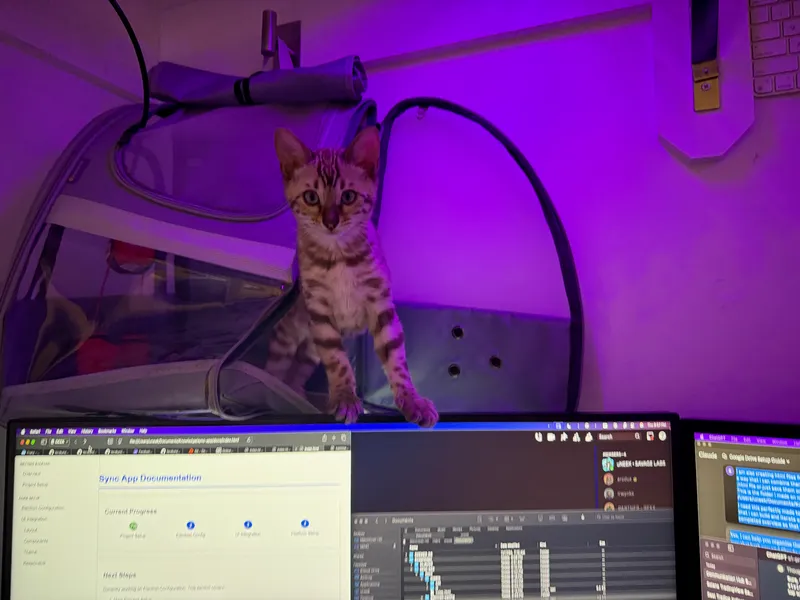 Baby Onyx as a kitten