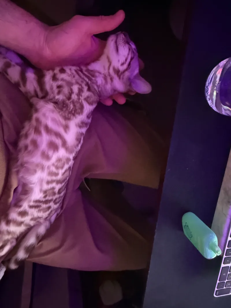 Young Onyx with developing rosette pattern