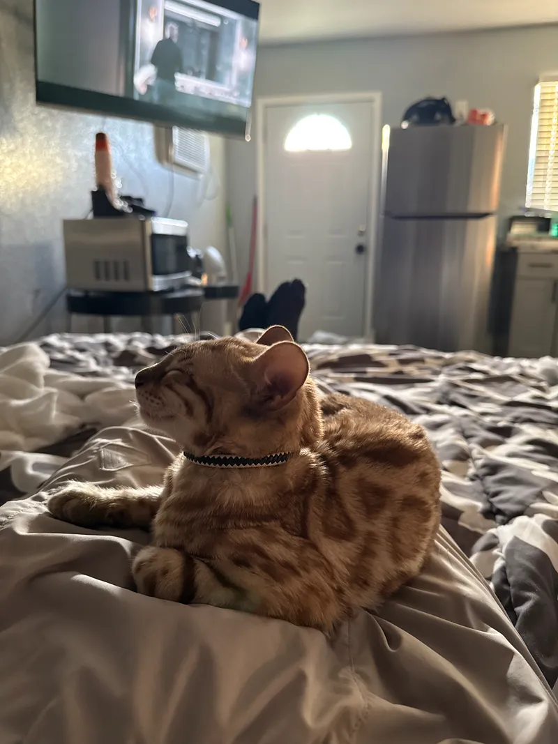 Adolescent Onyx with maturing coat patterns