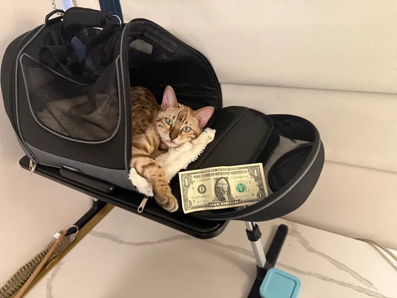 Onyx in carrier ready to go