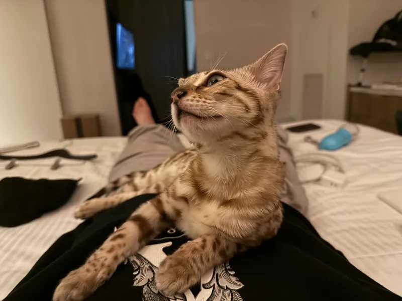 Onyx looking mischievous