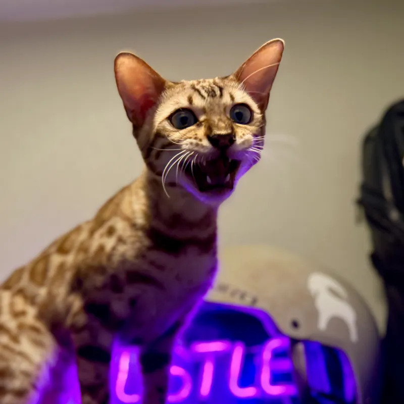 Onyx in a relaxed pose