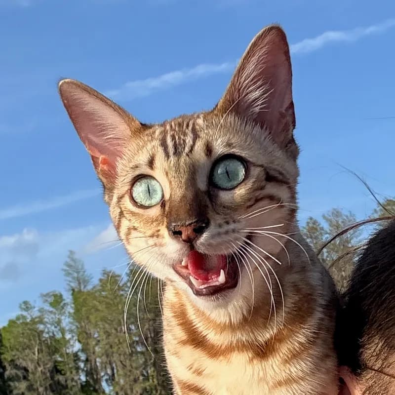 Onyx small and adorable