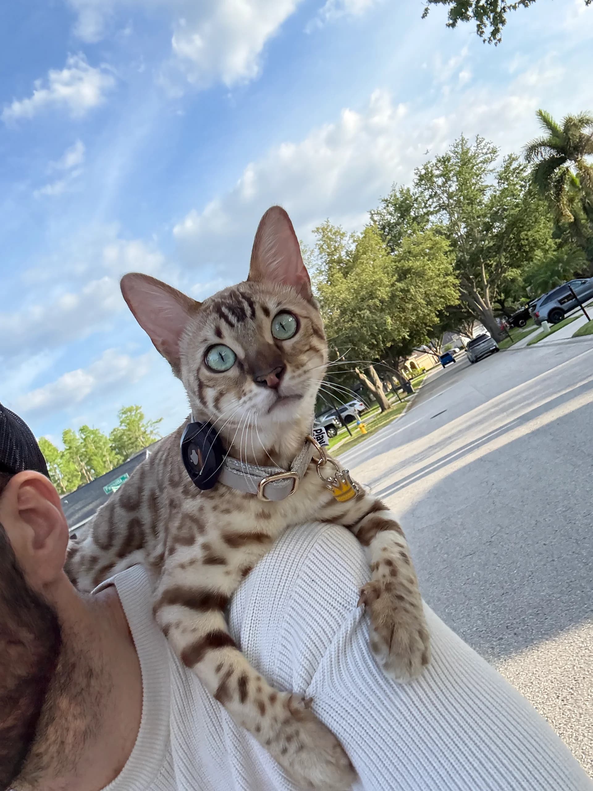 Onyx riding on his owner's shoulder outdoors, aqua eyes catching the sunlight