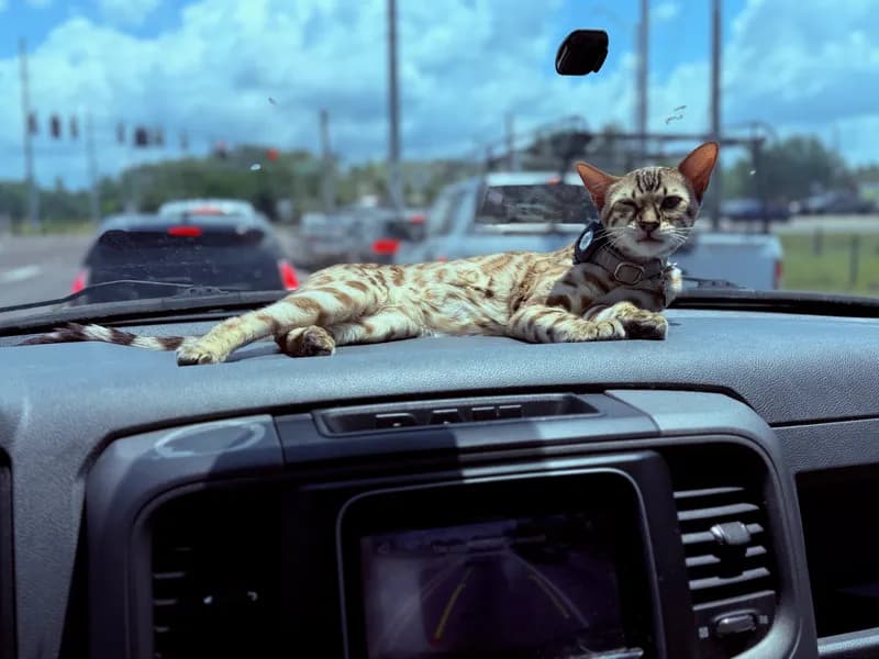 The Road Trip Companion