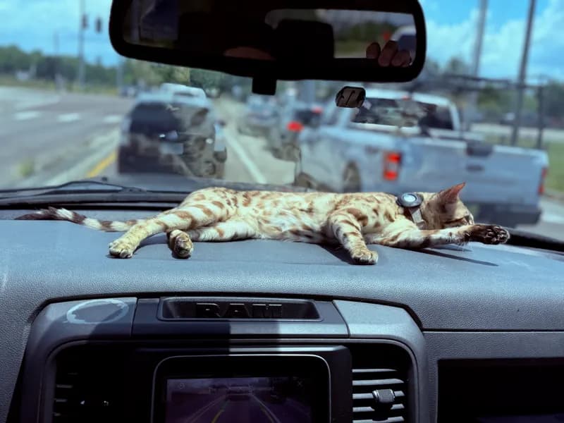 Onyx's rosette coat pattern in detail