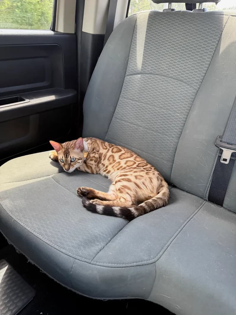 Onyx alert and focused