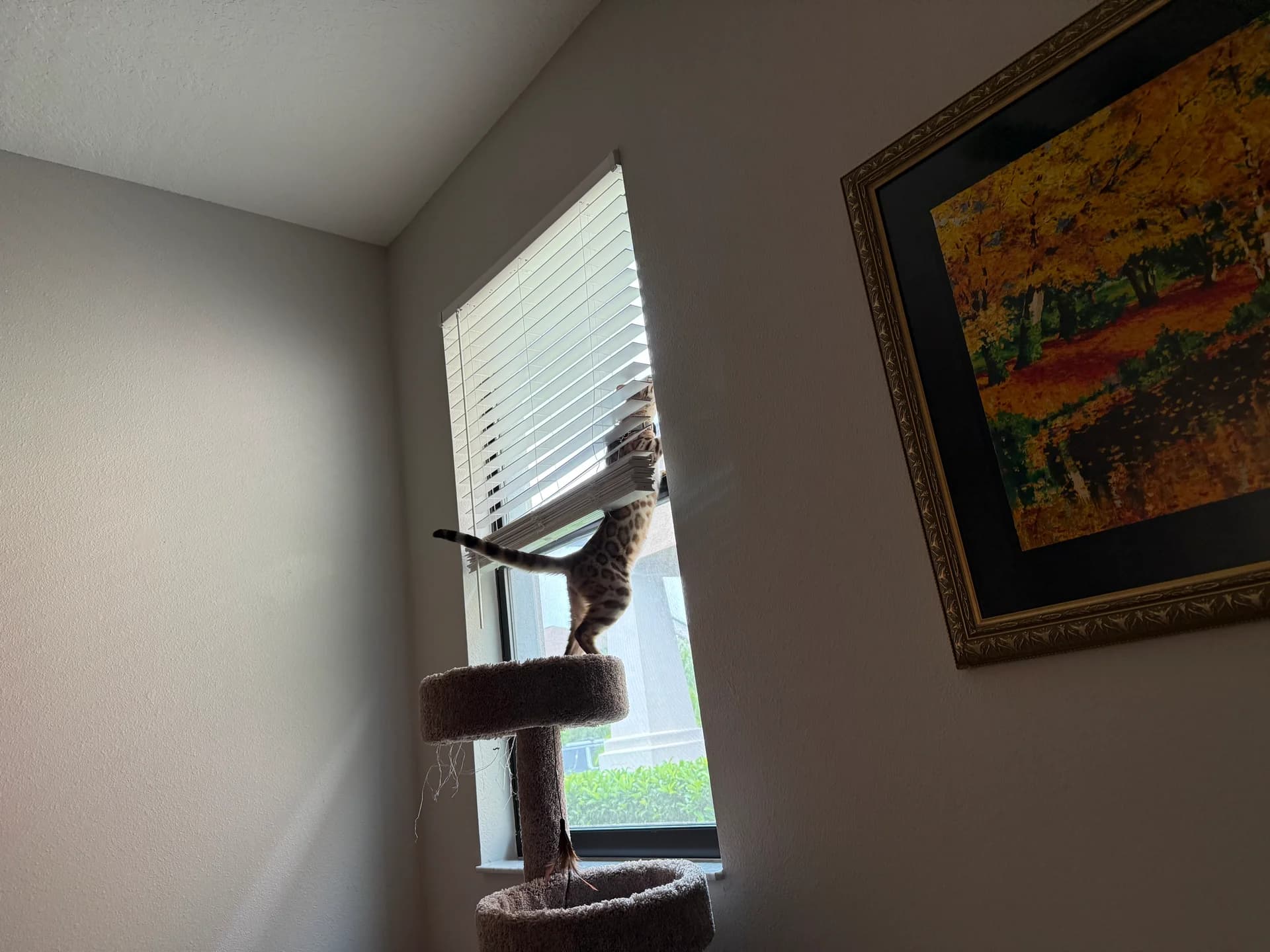 Onyx climbing the window like a little jungle cat