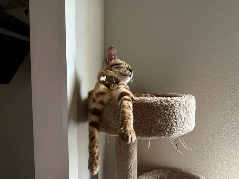 Onyx sprawled on desk
