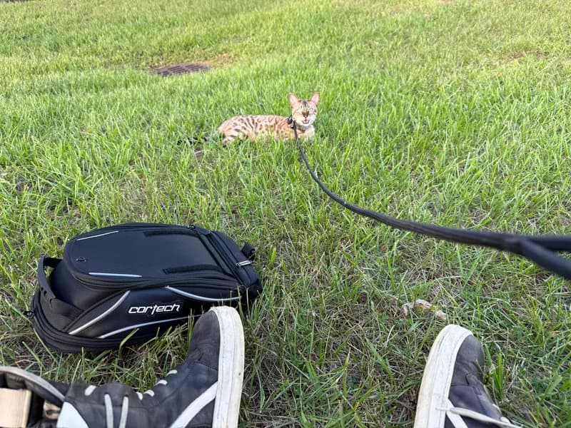 Onyx on an outdoor adventure