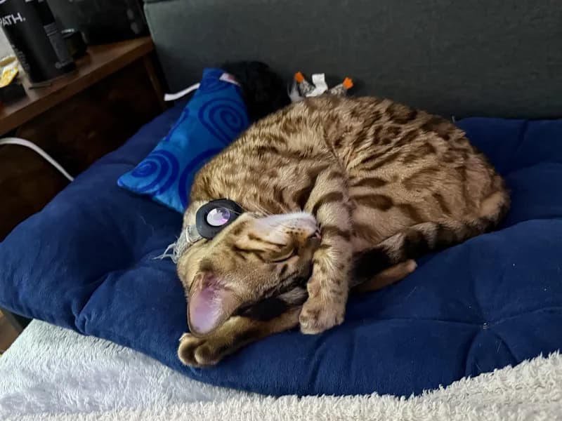 Onyx mid-yawn showing his dramatic personality