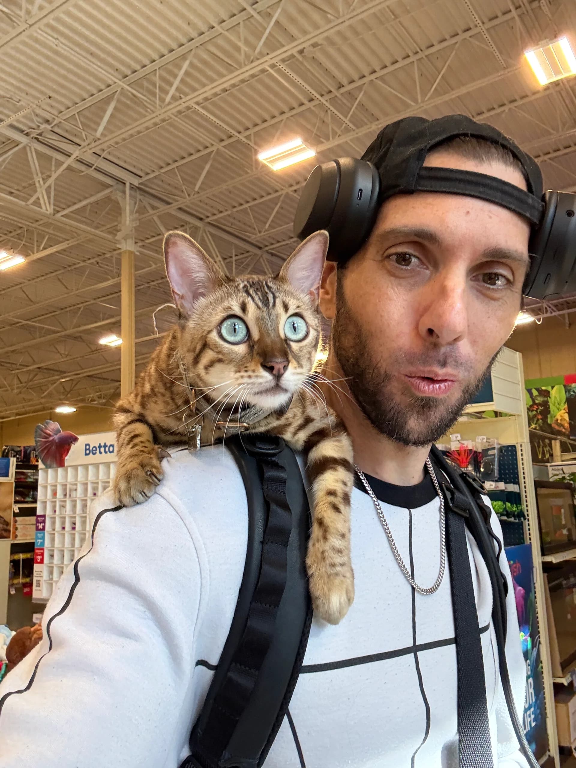 Onyx the Seal Mink Bengal with piercing aqua eyes, perched on his owner's shoulder