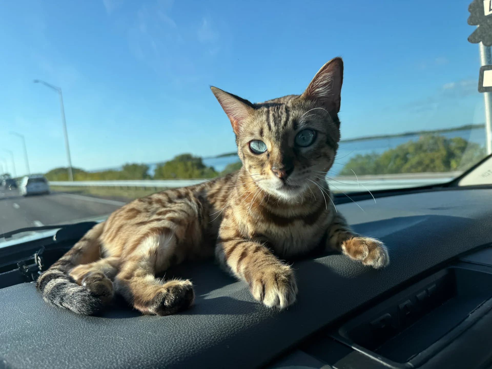 Onyx on the car dashboard watching the highway unfold