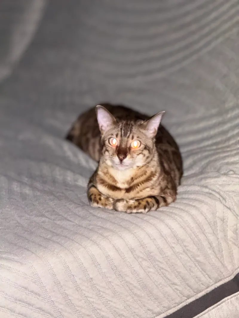 Close-up of Onyx's face showing seal mink coloring
