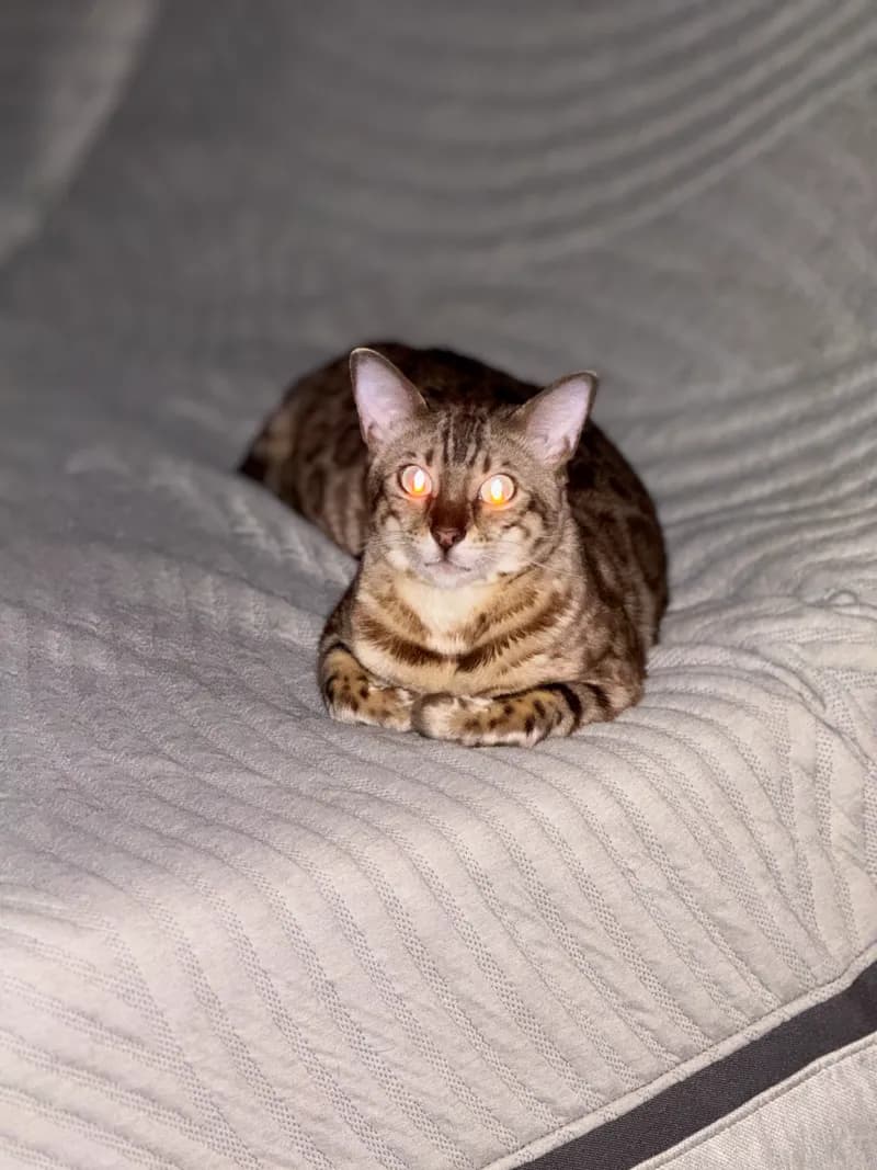 Onyx today — a stunning adult Seal Mink Bengal